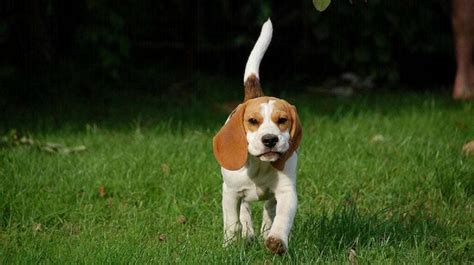 Is meet beagle legit. Things To Know About Is meet beagle legit. 